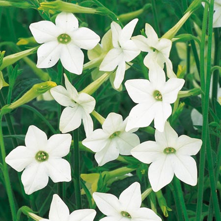 Unbranded Nicotiana Affinis Seeds (Sweet-Scented Tobacco