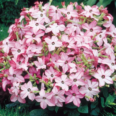 Unbranded Nicotiana Avalon Bright Pink F1 Seeds (Flowering