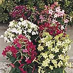 Unbranded Nicotiana Sensation Mixed Seeds 422006.htm