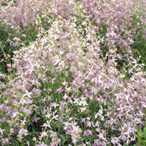 Unbranded Night Scented Stock Seeds - Daybright Mixed