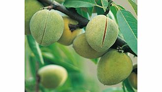 Unbranded Nut Tree - Sweet Almond Sultane