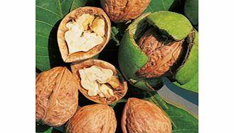 Unbranded Nut Tree - Walnut Lara