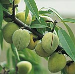 Unbranded Nuts - Sweet Almond Mandaline