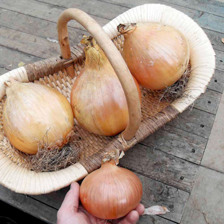 Unbranded Onion Exhibition Seeds Average Seeds 115