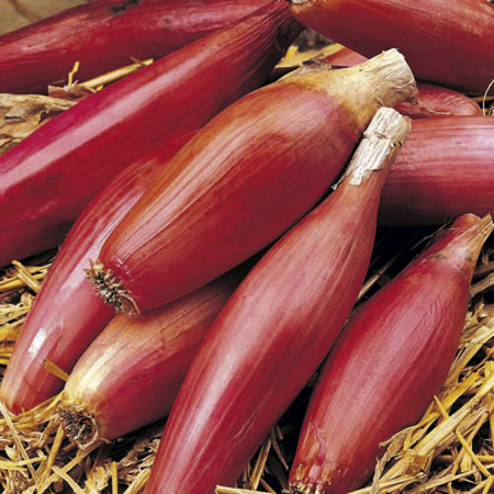 Unbranded Onion Long Red of Florence Seeds (Rossa Lunga Di