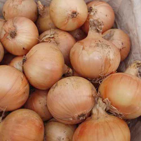Unbranded Onion Santero F1 Plants Pack of 45 Plug Plants