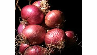 Unbranded Onion Seeds - Fire King F1