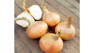 Unbranded Onion Seeds - Hiball F1