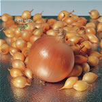 Unbranded Onion Sets - F1 Hercules (200g Pack) 174054.htm