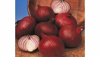 Unbranded Onion Sets - Red Champion