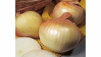 Unbranded Onion Sets - Senshyu Yellow