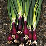 Unbranded Onion (Spring) Lilia seeds 437651.htm