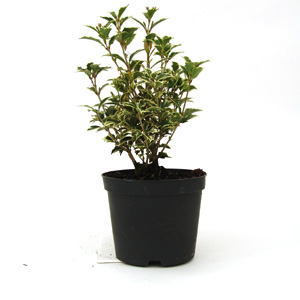 Unbranded Osmanthus heterophyllus - Variegated Holly Olive