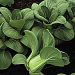 Unbranded Pak Choi Mei Qing F1 Seeds 439849.htm