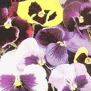 Unbranded Pansy Colossal Flowered Seeds