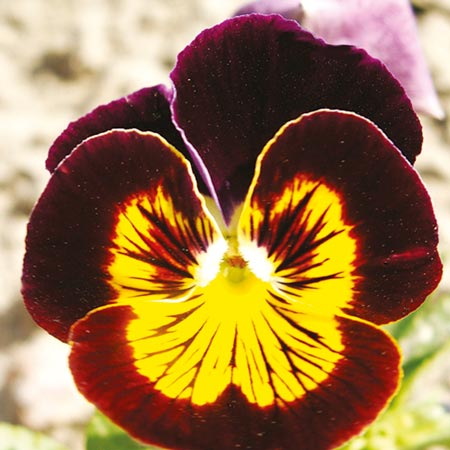Unbranded Pansy Cranberry Sauce Seeds Average Seeds 150