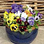 Unbranded Pansy Early Flowering Mixed Seeds 427380.htm