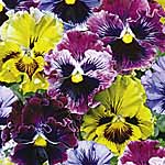 Unbranded Pansy Frizzle Sizzle Easiplants 451341.htm
