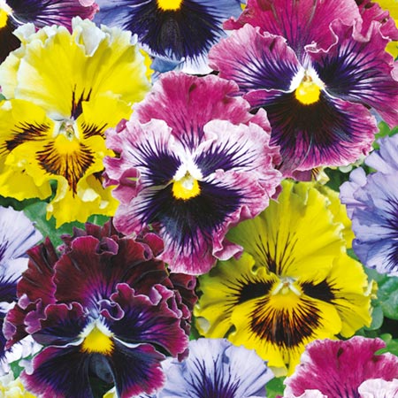Unbranded Pansy Frizzle Sizzle Plants Pack of 110   25