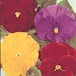 Unbranded Pansy Gay Jesters Seeds