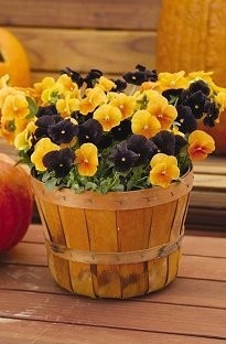Unbranded Pansy Halloween x 50 plants   16 FREE