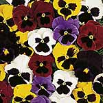 Unbranded Pansy New Faces Mixed Easiplants 462701.htm