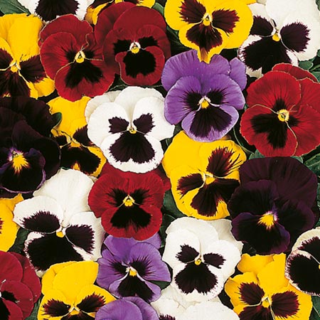 Unbranded Pansy New Faces Mixed Plants Pack of 40 Easiplants