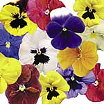 Unbranded Pansy Paradise Mixed F1 Easiplants 479421.htm