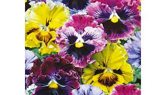 Unbranded Pansy Plants - Frizzle Sizzle