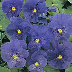 Unbranded Pansy True Blue Seeds