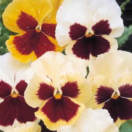 Unbranded Pansy Tutti Frutti Mixed F1 Seeds Average Seeds 55