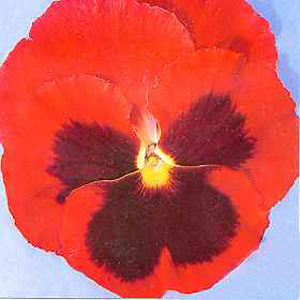 Unbranded Pansy Universal Red with Seeds