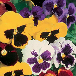 Unbranded Pansy Winter Flowering Value Seeds