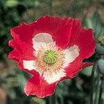 Unbranded Papaver Queens Poppy Seeds 427569.htm