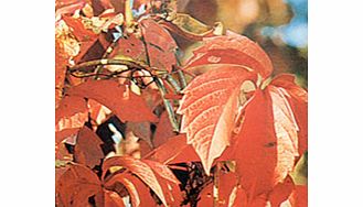 Unbranded Parthenocissus Plant - Quinquefolia