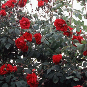 Unbranded Pauls Scarlet - Climbing Rose ** AUTUMN PRE