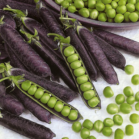 Unbranded Pea Mangetout Purple Podded Pack of 15 Plug Plants