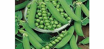 Unbranded Pea Plants - Ambassador