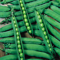 Unbranded Pea Seeds - Hurst Greenshaft