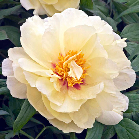 Unbranded Peony Tree Collection Pack of 3 Bare Root Plants