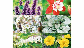 Unbranded Perennial Plants - Spring Collection