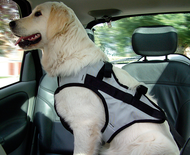 Unbranded Pet Harness, XL