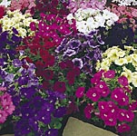 Unbranded Petunia Carpet Mixed F1 Garden Ready Plants
