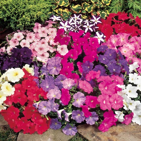 Unbranded Petunia Carpet Mixed F1 Seeds - Twin Pack