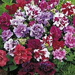 Unbranded Petunia Duo Double Mixed F1 Garden Ready Plants