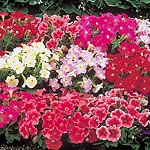 Unbranded Petunia Fantasy Mixed F1 Seeds 422146.htm