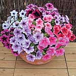 Unbranded Petunia Mirage Reflections F1 Plants 478981.htm