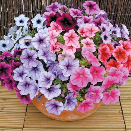 Unbranded Petunia Mirage Reflections F1 Plants Pack of 30