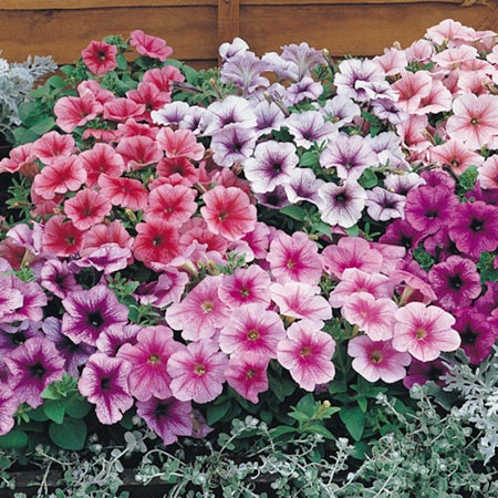 Unbranded Petunia Reflections F1 Seeds Average Seeds 260 -