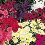 Unbranded Petunia Sundance Seeds - Red F2 423389.htm